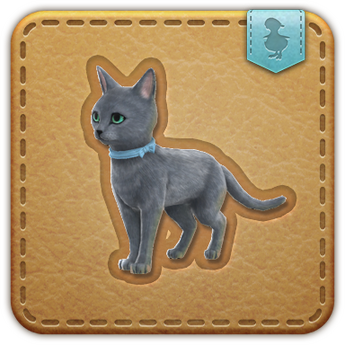 Bluecoat Cat Bluecoat Cat